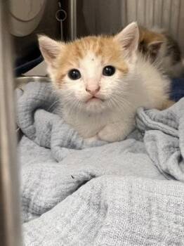 Ed Sheeran -  Domestic Medium Hair and Domestic Short Hair Cat for Adoption in Roseville, California - Ed Sheeran | PetCurious