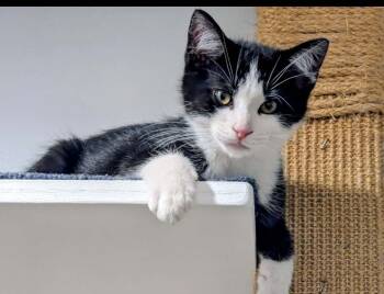 Kitten Bernard -  Domestic Short Hair Cat Available for Adoption in Seal Beach, California - Kitten Bernard | PetCurious
