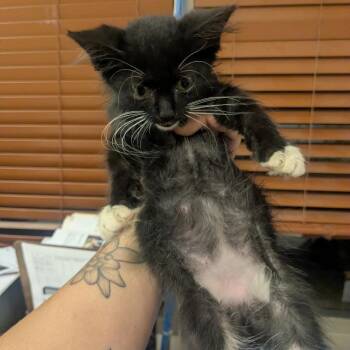 George -  Domestic Short Hair Cat for Adoption in Birmingham, Alabama - George | PetCurious