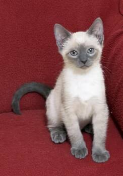 Domestic Short Hair Cats Available for Adoption in Duluth, Georgia - Yanni (and Yasmina) Bonded Pair | PetCurious