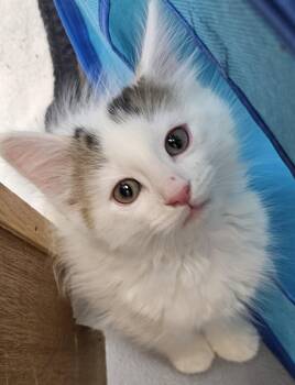 Artemis -  Domestic Long Hair and Turkish Van Cat for Adoption in Washburn, Wisconsin - Artemis | PetCurious