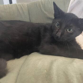Kody -  Domestic Short Hair Cat for Adoption in Leander, Texas - Kody | PetCurious