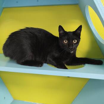 Pumba -  Domestic Short Hair Cat for Adoption in Jersey City, New Jersey - Pumba | PetCurious