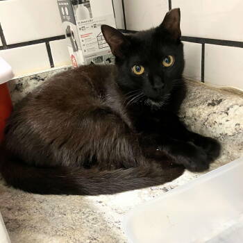 Rescue Domestic Short Hair Cats for Adoption - Emily's List | PetCurious