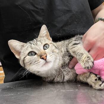 Sandy -  Domestic Short Hair Cat for Adoption in Durango, Colorado - Sandy | PetCurious