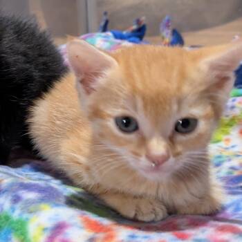 Flame -  Domestic Short Hair Cat for Adoption in Franklin, Tennessee - Flame | PetCurious