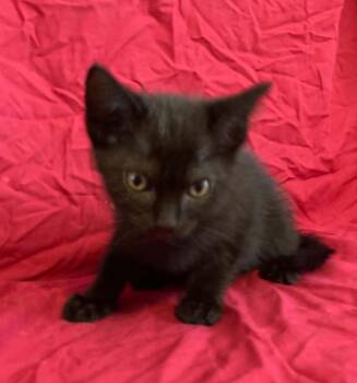 CeCe -  Domestic Short Hair Cat for Adoption in Knoxville, Georgia - CeCe | PetCurious