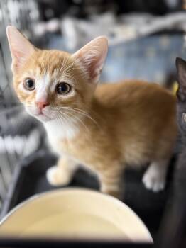 Domestic Short Hair Cats Available for Adoption in Johnson City, Tennessee - Crush | PetCurious