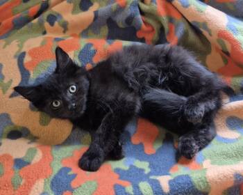 SWEET SAVOY -  Domestic Medium Hair Cat for Adoption in Highland Park, New Jersey - SWEET SAVOY | PetCurious