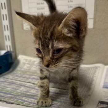 Rescue Domestic Short Hair Cats for Adoption in Yuma, Arizona - Wilma The Wildcat | PetCurious