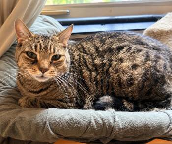 Tiger -  Domestic Short Hair Cat for Adoption in Bayonne, New Jersey - Tiger | PetCurious