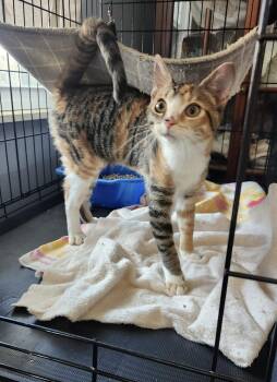 Tortoiseshell and Domestic Short Hair Cats Available for Adoption - Reese | PetCurious