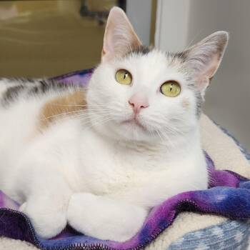 Coachella -  Dilute Calico Cat for Adoption in Marshfield, Wisconsin - Coachella | PetCurious