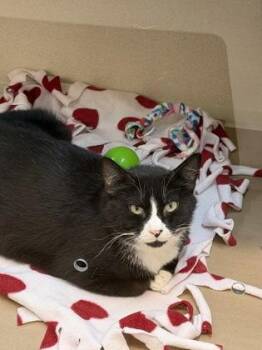 Sedona -  Domestic Short Hair Cat for Adoption in Bellevue, Washington - Sedona | PetCurious