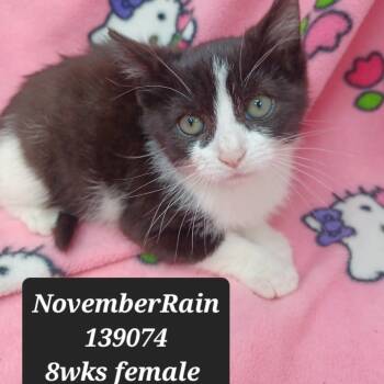 Rescue Domestic Short Hair Cats for Adoption in New Tazewell, Tennessee - NovemberRain | PetCurious