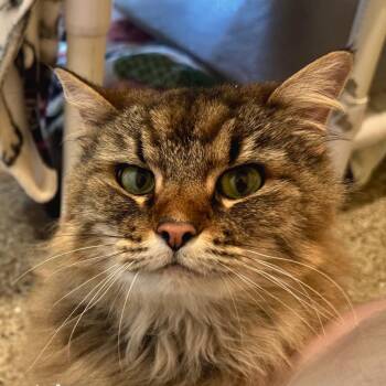 Stella -  Domestic Long Hair and Domestic Short Hair Cat for Adoption in Cheyenne, Wyoming - Stella | PetCurious