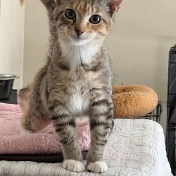 Domestic Short Hair Cats Available for Adoption - Ritz | PetCurious