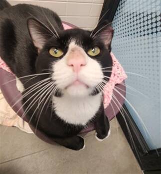 Domestic Short Hair Cats Available for Adoption in Omaha, Nebraska - WEBSTER | PetCurious