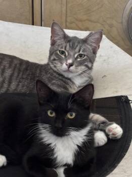 Domestic Short Hair Cats Available for Adoption in Oviedo, Florida - Oliver | PetCurious