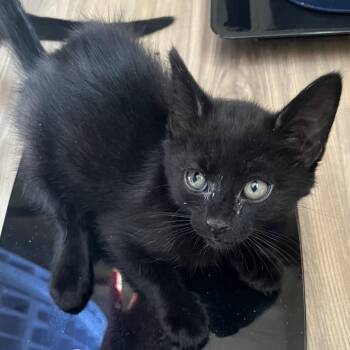 Domestic Short Hair Cats Available for Adoption in Pleasanton, California - Precious | PetCurious