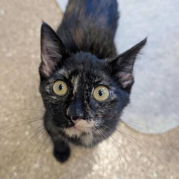 Monet -  Domestic Short Hair Cat for Adoption in Sonoma, California - Monet | PetCurious