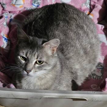Champagne -  American Shorthair Cat for Adoption in Grinnell, Iowa - Champagne | PetCurious