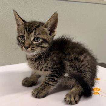 Domestic Short Hair Cats Available for Adoption in Tampa, Florida - Ron | PetCurious