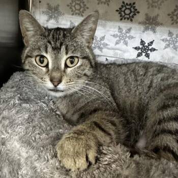 Domestic Short Hair Cats Available for Adoption in Merriam, Kansas - Heaven | PetCurious