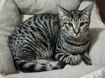 Rescue Domestic Short Hair Cats for Adoption in Fair Haven, Vermont - Maki | PetCurious