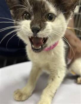 DEVON -  Domestic Short Hair Cat for Adoption - DEVON | PetCurious