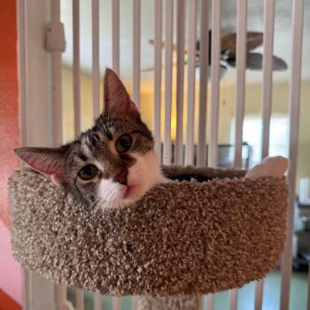 Domestic Short Hair Cats Available for Adoption - Louise | PetCurious