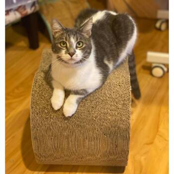 Domestic Short Hair Cats Available for Adoption in Morgan Hill, California - Dollop | PetCurious