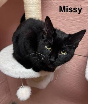 Domestic Short Hair Cats Available for Adoption in Muncie, Indiana - Missy | PetCurious