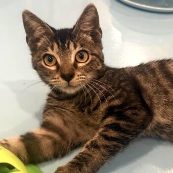 Jeff -  Bengal Cat for Adoption in Liverpool, Texas - Jeff | PetCurious