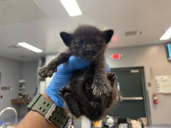 A1911896 -  Domestic Short Hair Cat for Adoption in Thousand Palms, California - A1911896 | PetCurious