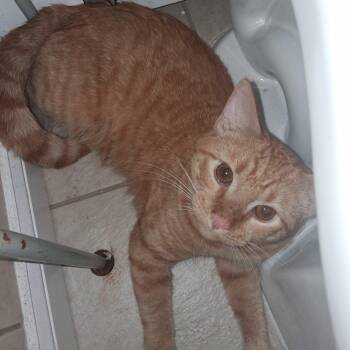 Simon -  Tabby Cat for Adoption in Maple Shade, New Jersey - Simon | PetCurious