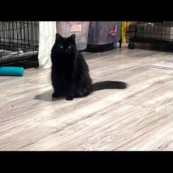 Laverne -  Domestic Long Hair Cat for Adoption in Cleveland, Ohio - Laverne | PetCurious