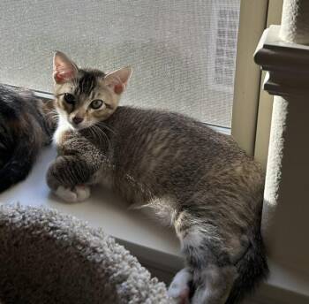 Kevin -  Domestic Short Hair Cat for Adoption in Portland, Oregon - Kevin | PetCurious