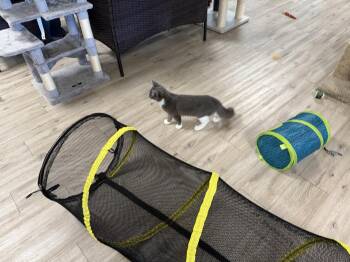 Mootilda Mooie -  Domestic Short Hair Cat for Adoption in Chandler, Arizona - Mootilda Mooie | PetCurious