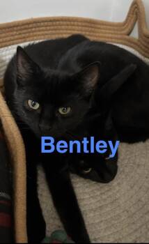Bentley - the "B" kittens -  Domestic Short Hair Cat for Adoption in Yardley, Pennsylvania - Bentley - The "B" Kittens | PetCurious