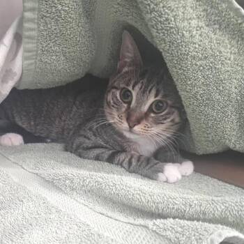 Domestic Short Hair Cats Available for Adoption in Portage, Michigan - Cady | PetCurious