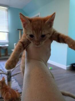 Domestic Short Hair Cats Available for Adoption in Hardeeville, South Carolina - Jake | PetCurious