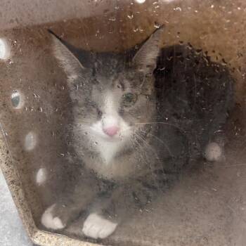 Luffy -  Domestic Short Hair Cat for Adoption in Philadelphia, Pennsylvania - Luffy | PetCurious