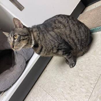Domestic Short Hair Cats Available for Adoption in Fort Worth, Texas - Gerome | PetCurious
