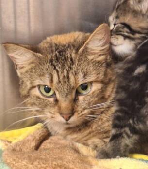 Valkyrie -  Domestic Short Hair Cat for Adoption in Indiana, Pennsylvania - Valkyrie | PetCurious