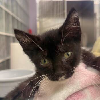 Teenie -  Domestic Short Hair Cat for Adoption in West Palm Beach, Florida - Teenie | PetCurious