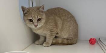 Domestic Short Hair Cats Available for Adoption - Wasabi | PetCurious