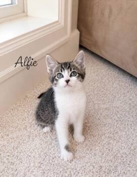 Alfie -  Domestic Short Hair Cat for Adoption in Vancouver, Washington - Alfie | PetCurious