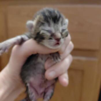 Frosted flakes 4 -  Domestic Short Hair Cat for Adoption in Austin, Texas - Frosted Flakes 4 | PetCurious