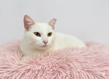 Rescue Domestic Short Hair Cats for Adoption in Bowling Green, Kentucky - Bug | PetCurious
